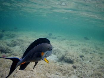 Beautiful tropical fish, marsa alam, egypt