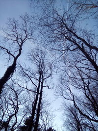 Low angle view of silhouette bare tree against sky