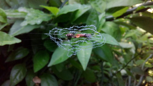 Close-up of spider web