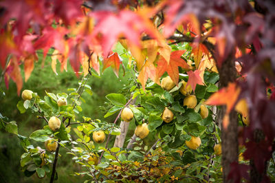 Quince tree at farm during autumn