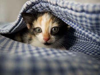 Close-up portrait of cat