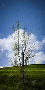 Trees on grassy field