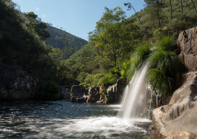 Scenic view of waterfall in forest