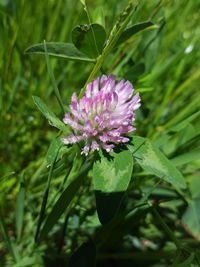 Close-up of purple flower blooming outdoors