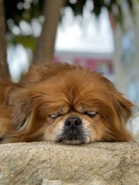 Close-up of dog