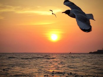 Bird flying over sea against sky during sunset