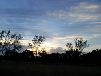 Silhouette of trees on landscape