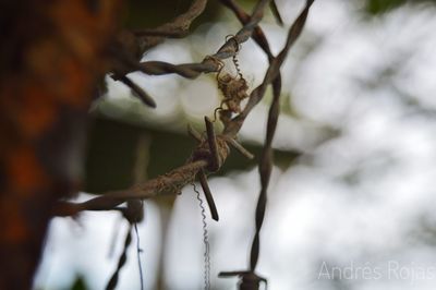 Close-up of branch