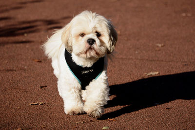 Close-up of dog sitting on floor