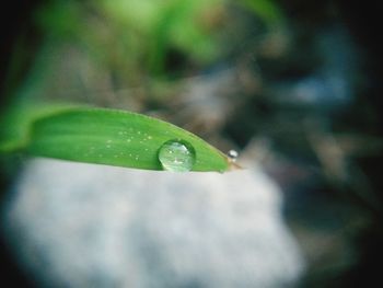 Close-up of raindrops on leaf