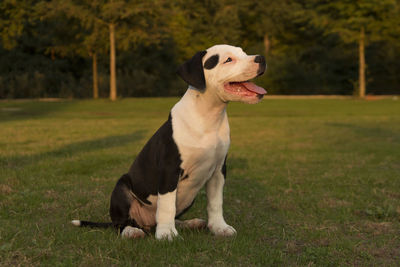 American staffordshire terrier puppy sitting on field at park