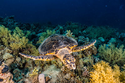 Hawksbill sea turtle in the red sea, dahab, blue lagoon sinai a.e