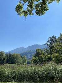 Scenic view of field against clear blue sky