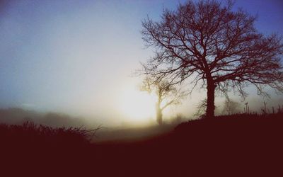 Silhouette of trees at sunset