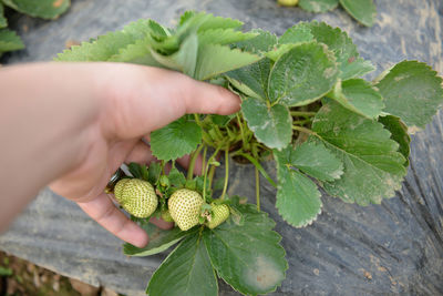Close-up of hand holding strawberry plant