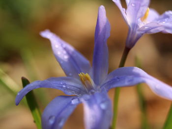 Close-up of wet purple flowering plant