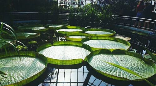 Water lily pads floating on plants