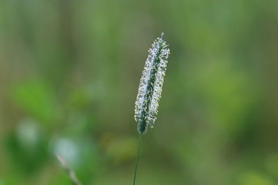 Close-up of wild plant