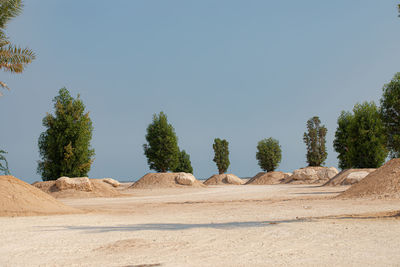 Trees on desert against clear sky