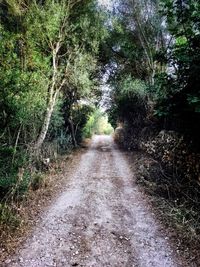 View of trees in forest