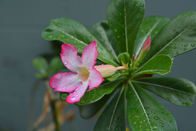 Close-up of wet pink flower