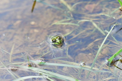 High angle view of frog in water