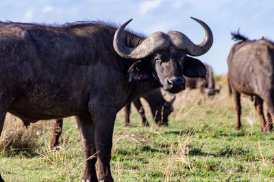 Big buffalo in serengeti national park tanzania