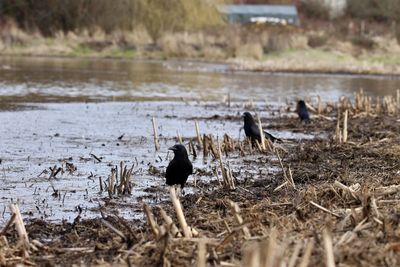 Birds in lake