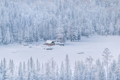 Snow covered pine trees on field during winter