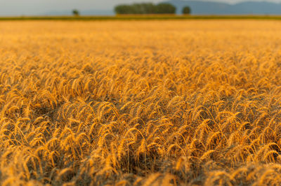 Wheat crops growing on field