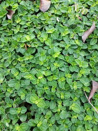 Full frame shot of raindrops on leaves