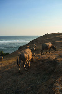 Horses in the sea