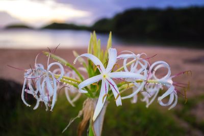 Close-up of flower against sky