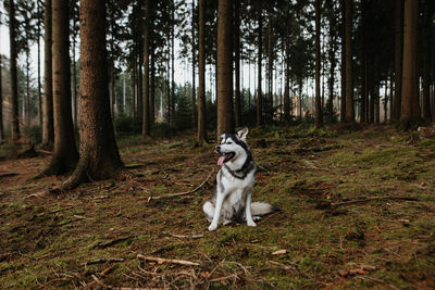 Dog running in forest