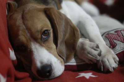 Close-up portrait of dog lying down