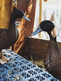 Close-up of birds