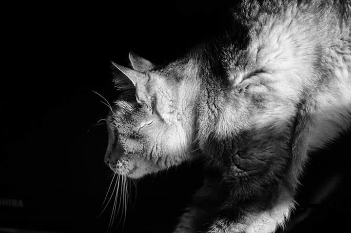 domestic cat, one animal, animal themes, cat, pets, feline, domestic animals, mammal, whisker, close-up, looking away, night, animal head, black background, no people, side view, alertness, focus on foreground, studio shot, sitting