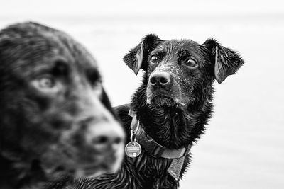 Close-up of dog looking away against sky