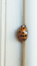 Close-up of ladybug on wall