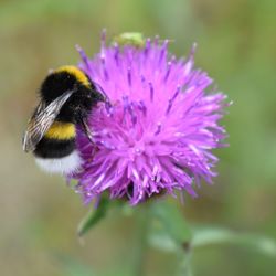 Close-up of bee pollinating on purple flower