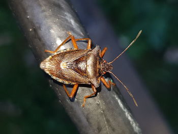 Close-up of insect