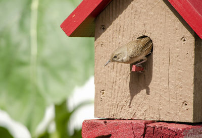 birdhouse