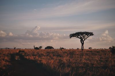 Trees on field against sky at sunset