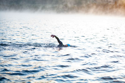 Bird swimming in sea