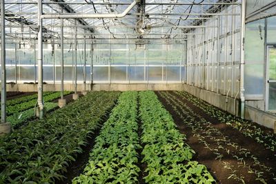 Plants growing in greenhouse