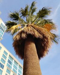 Low angle view of coconut palm tree against sky