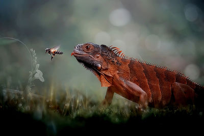 Red iguana