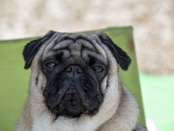 Close-up portrait of a dog