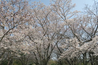 Low angle view of cherry blossoms against sky