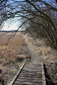 View of boardwalk in forest